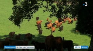 Vaches reportage F3