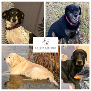 Photo - Hotel de charme Alsace Chiens PK Chiens PK